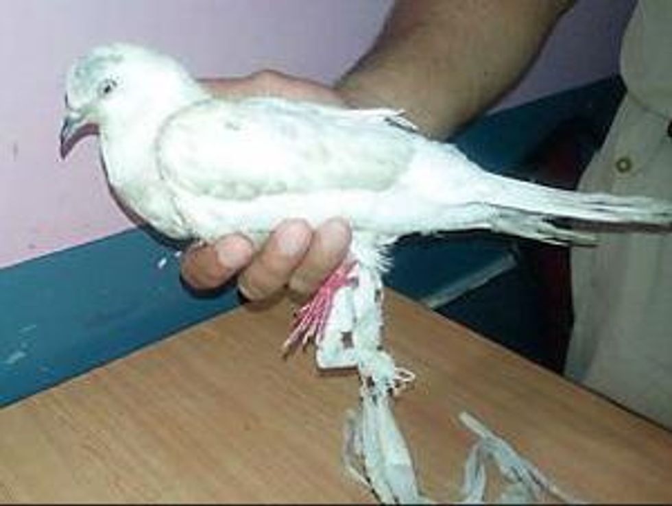 Spy' Pigeon Detained in 'Sensitive' Area Near Pakistan-India Border 