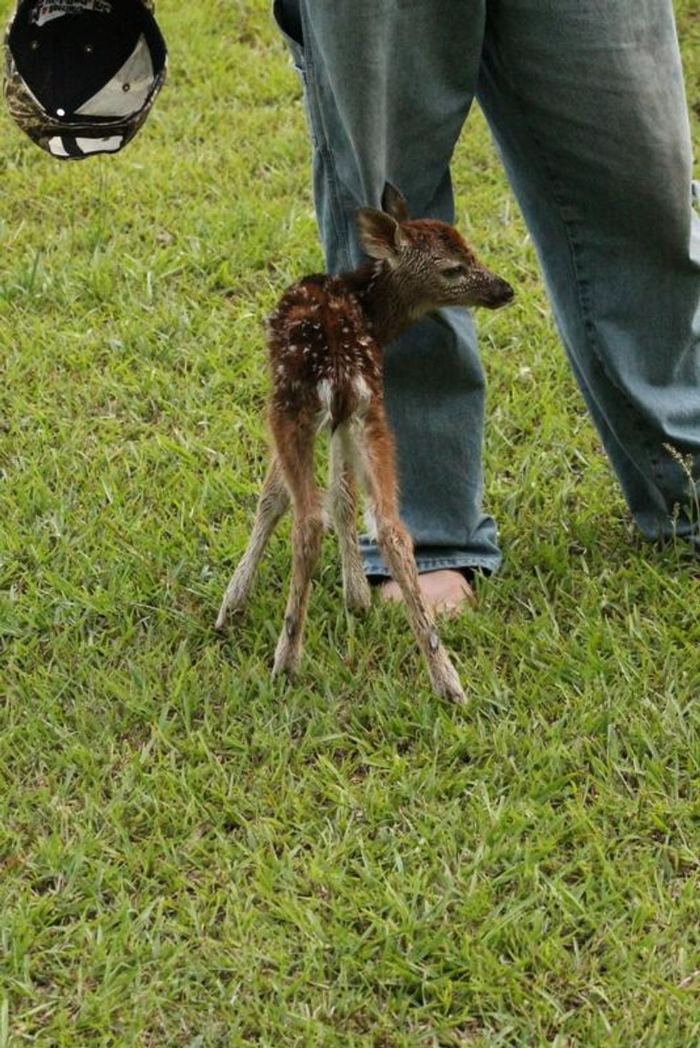 Georgia Man Rescues a Deer and Gets Rewarded in an Adorable Way