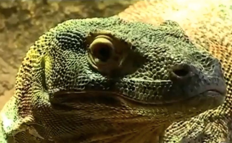 Deadly Komodo Dragon Bites Nebraska Zookeeper