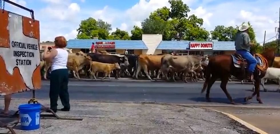 You’ve Likely Never Seen a Texas Cattle Drive Like This