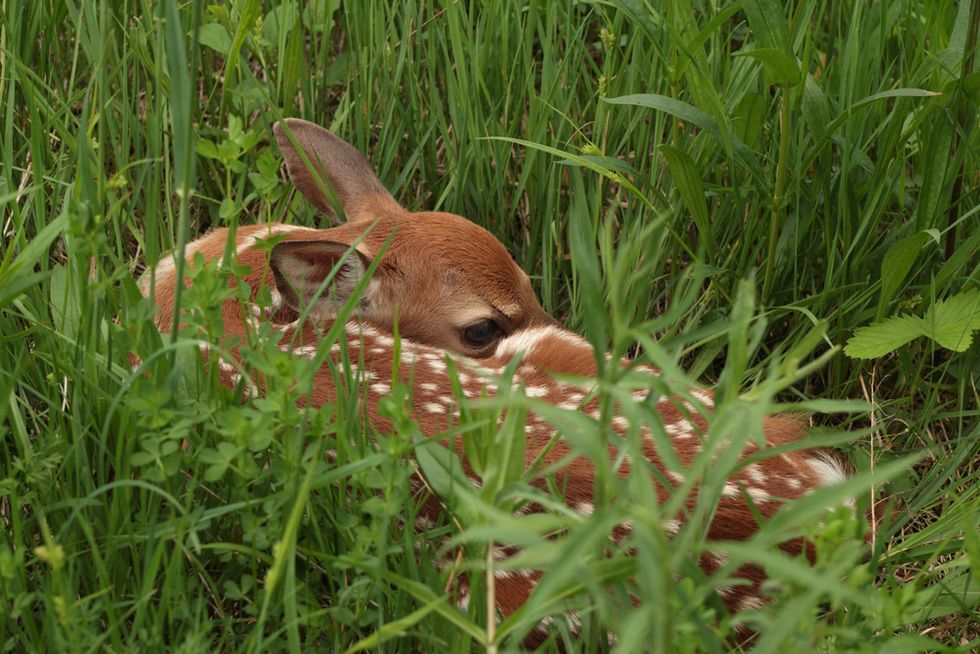 See the Baby Deer Born With a Rare Genetic Mutation That Likely Led to It Being Rejected by Its Mother