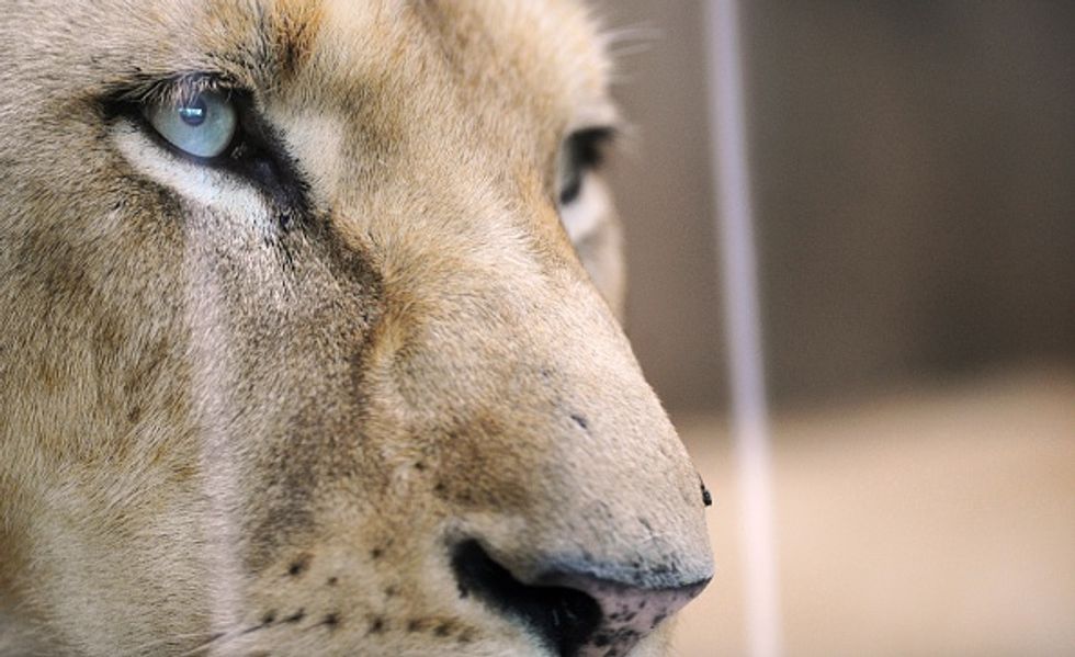Two Lions Killed After Man Strips Naked and Jumps Into Middle of Lion's Den in Apparent Suicide Attempt