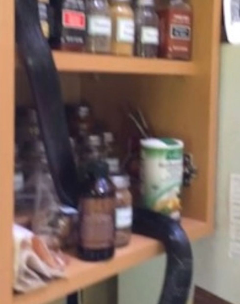 What a Couple Caught on Camera in Their Kitchen Had Them Fascinated and Horrified at the Same Time