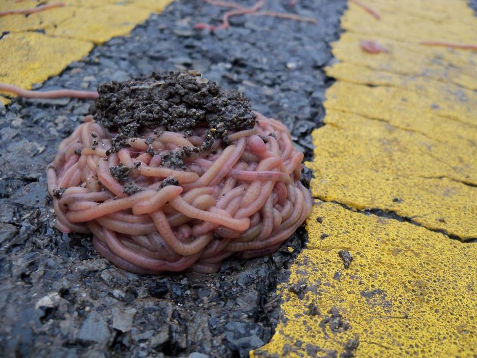 Biologists, State Park Rangers Puzzle Over Why a Dozen Piles of Worms Lined Up in the Middle of the Road