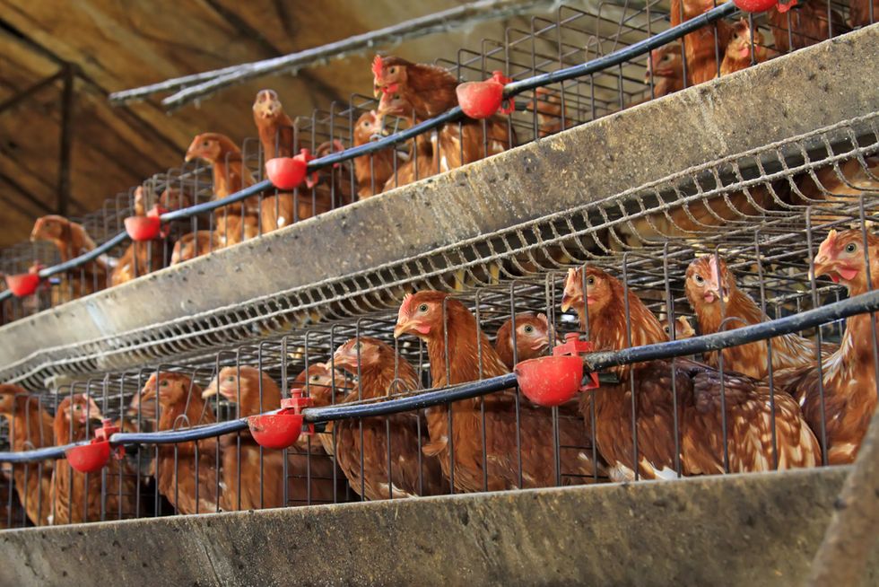 It's Still a Mystery Who Is Behind Hundreds of Thousands of Chicken Deaths in South Carolina