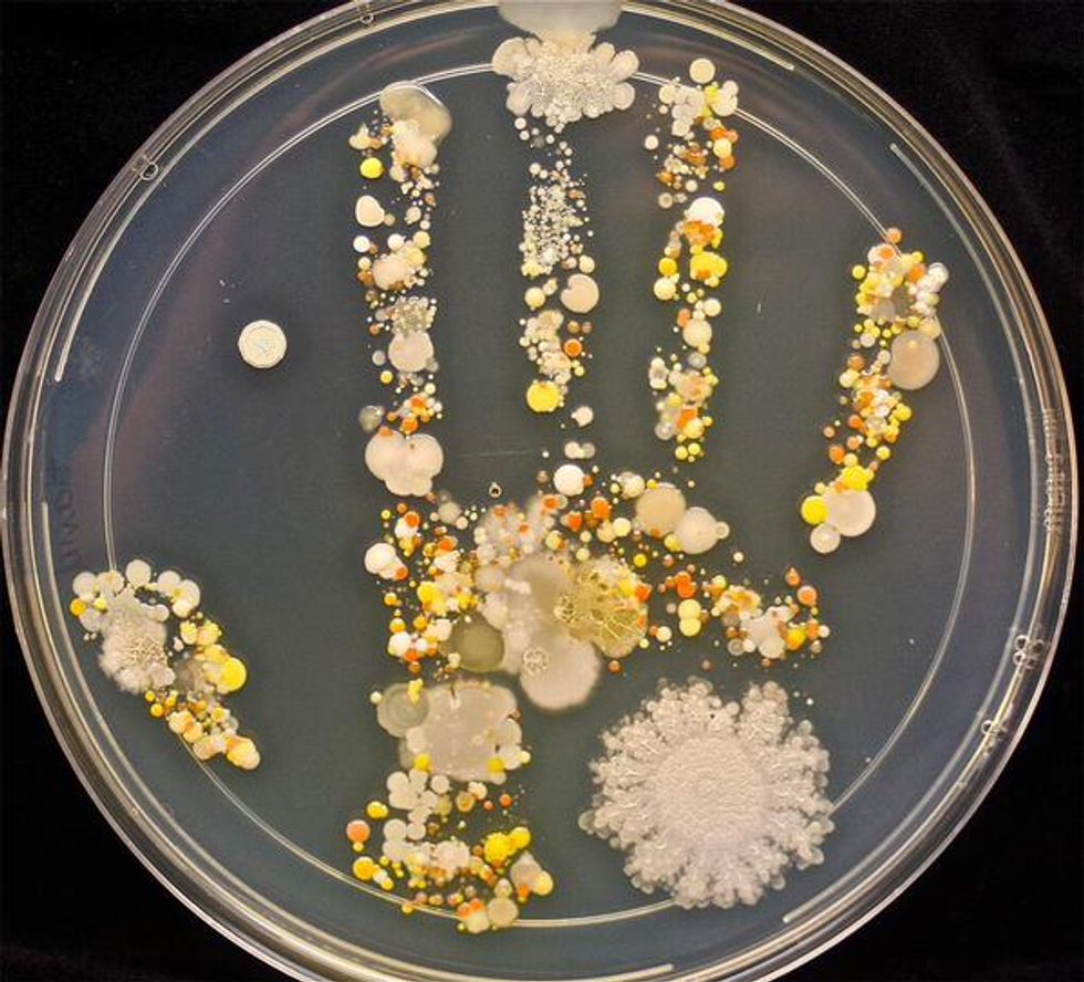 8-Year-Old's 'Bacteria Handprint' Shows What's Lurking Out in the World (Most of it Won't Hurt You)
