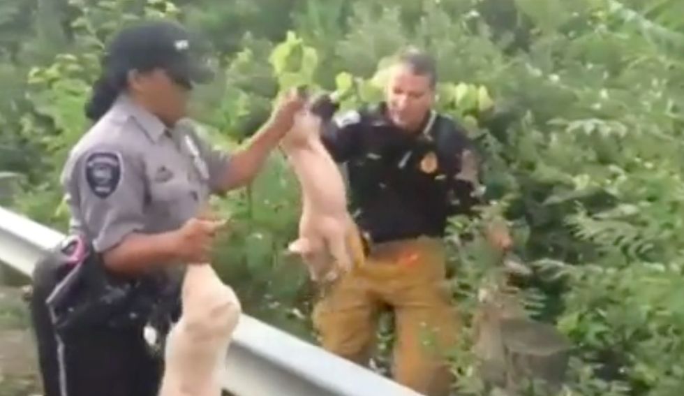More Than 2,000 Piglets on the Loose After Truck Crashes in Ohio 