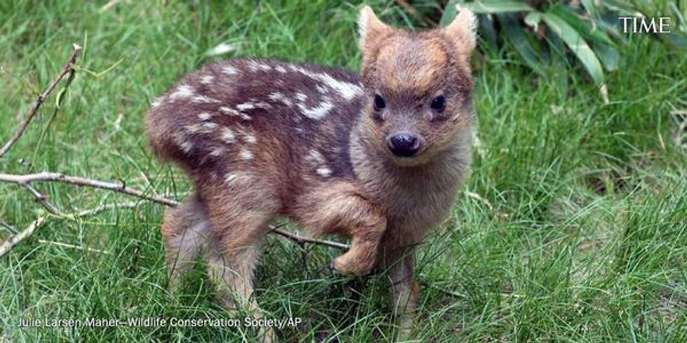 Cute Warning: Tiny Deer Born in New York Zoo Will Steal Your Heart