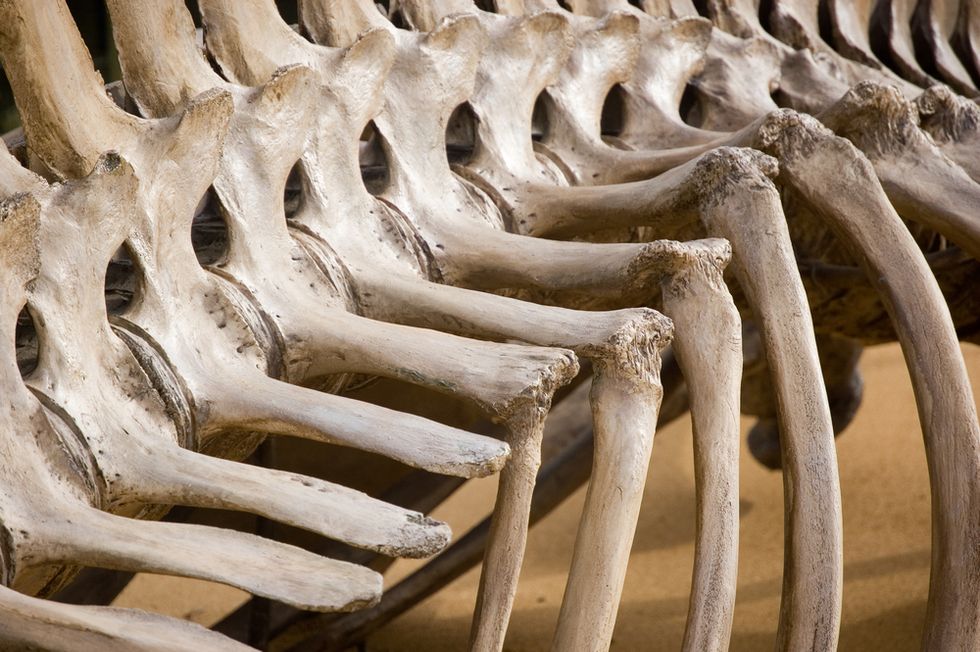 Scientists Studying 75-Million-Year-Old Dinosaur Bone Make Rare Discovery 'Completely by Chance