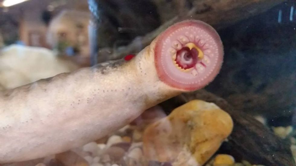 Terrifying ‘Vampire Fish’ Are Falling From the Sky in Alaska — and Experts Think They Know Why