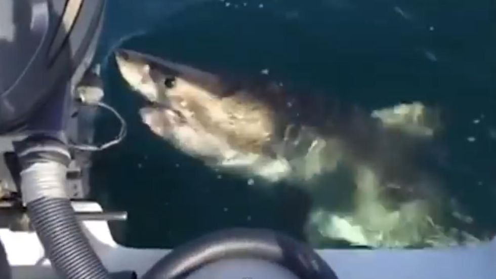 VIDEO: The Moment a Great White Shark Takes a Bite Out of a Fishing Boat Engine