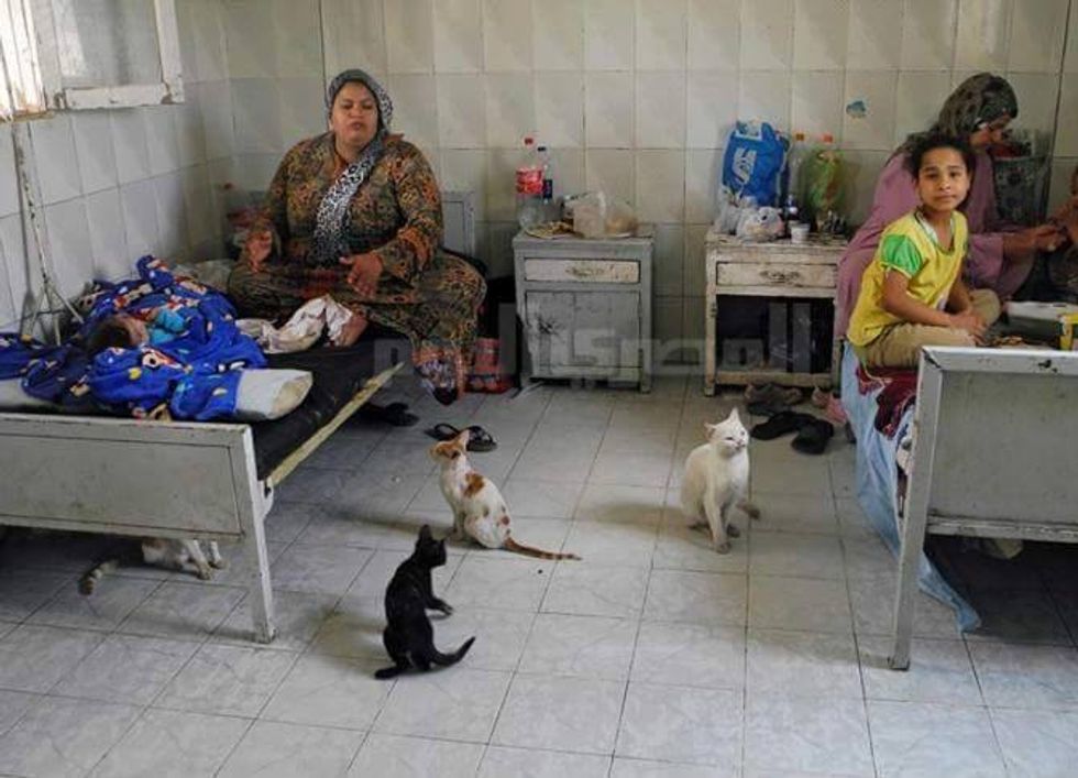 Got Complaints About American Health Care? Check Out Some Filthy Hospitals in Egypt Where Cats and Snakes Roam the Halls