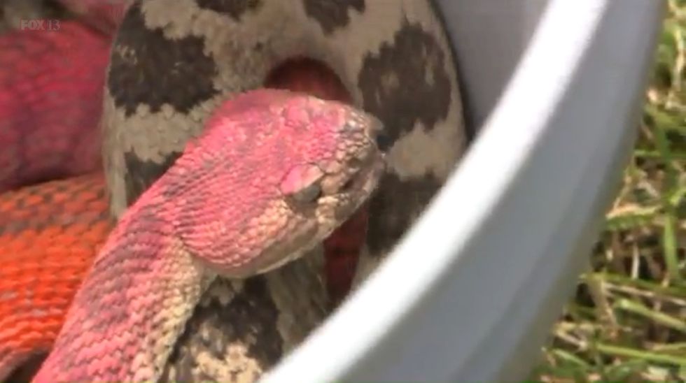 Wildlife Rescuer Speaks Out Against 'Really Childish' Act Committed Against Rattlesnake
