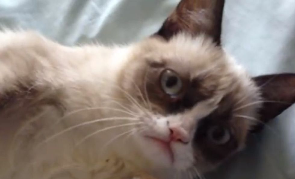 Study Finds Reasons Why You Shouldn’t Feel So Guilty About Watching Yet Another Viral Cat Video