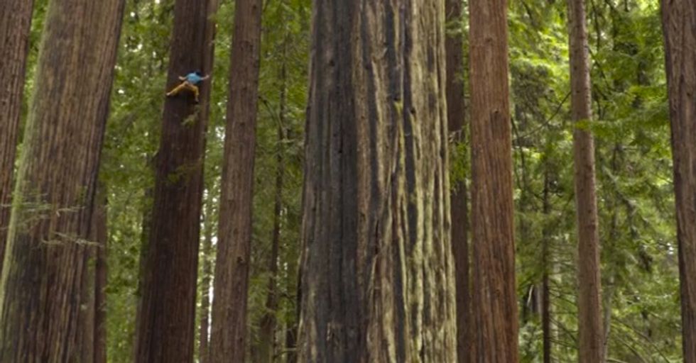 See If You Can Even Spot the Guy Climbing Up a Huge 252-Foot Tree With 'Only His Hands and Feet
