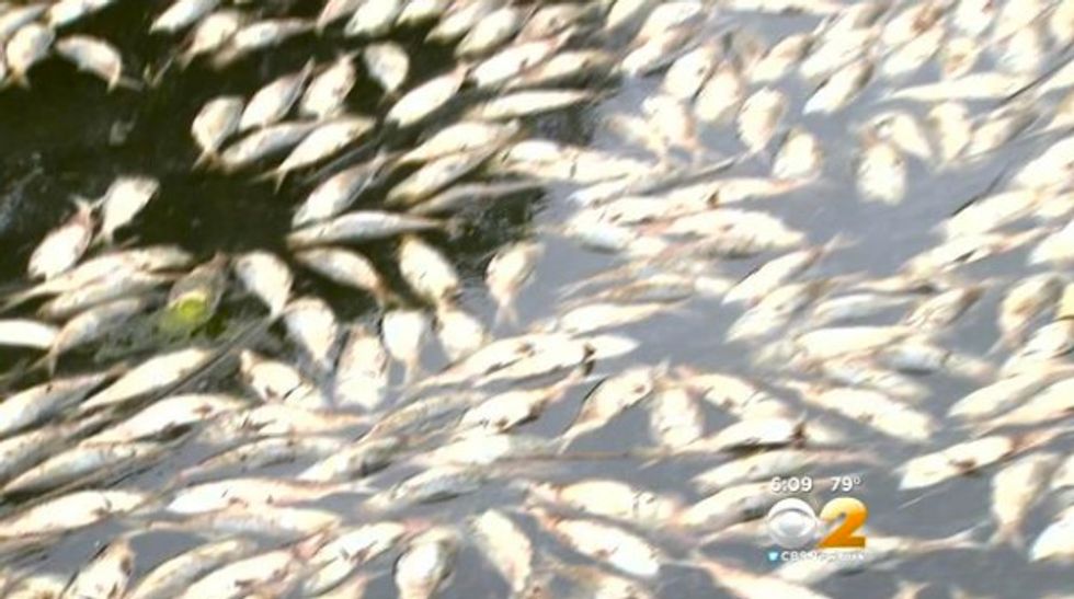 Mysterious Death of Thousands of Fish Plagues New York River