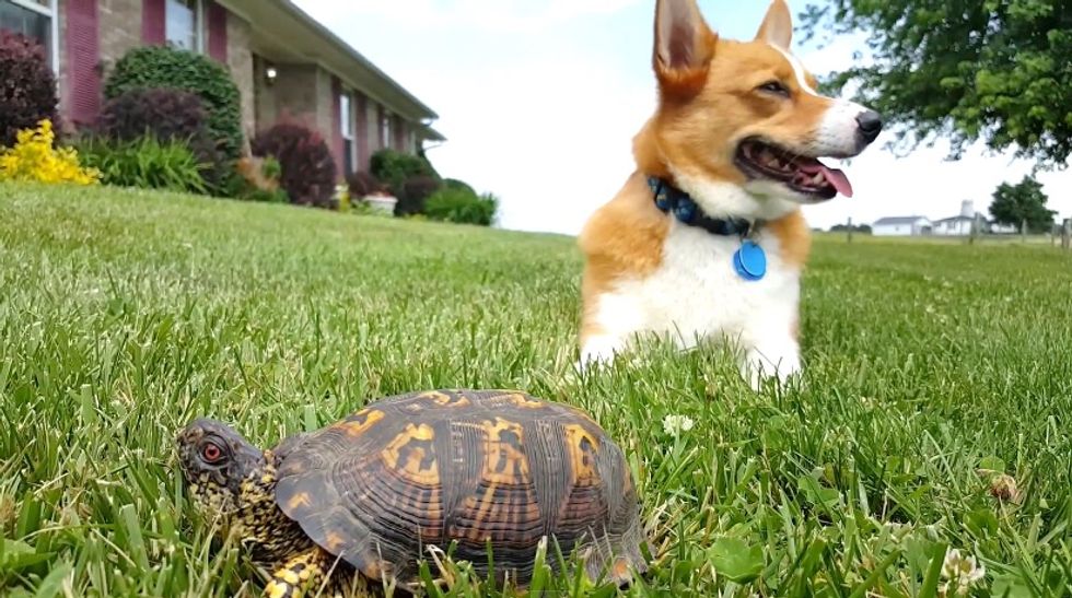 Watch this dog's reaction when he realizes that's not a rock next to him