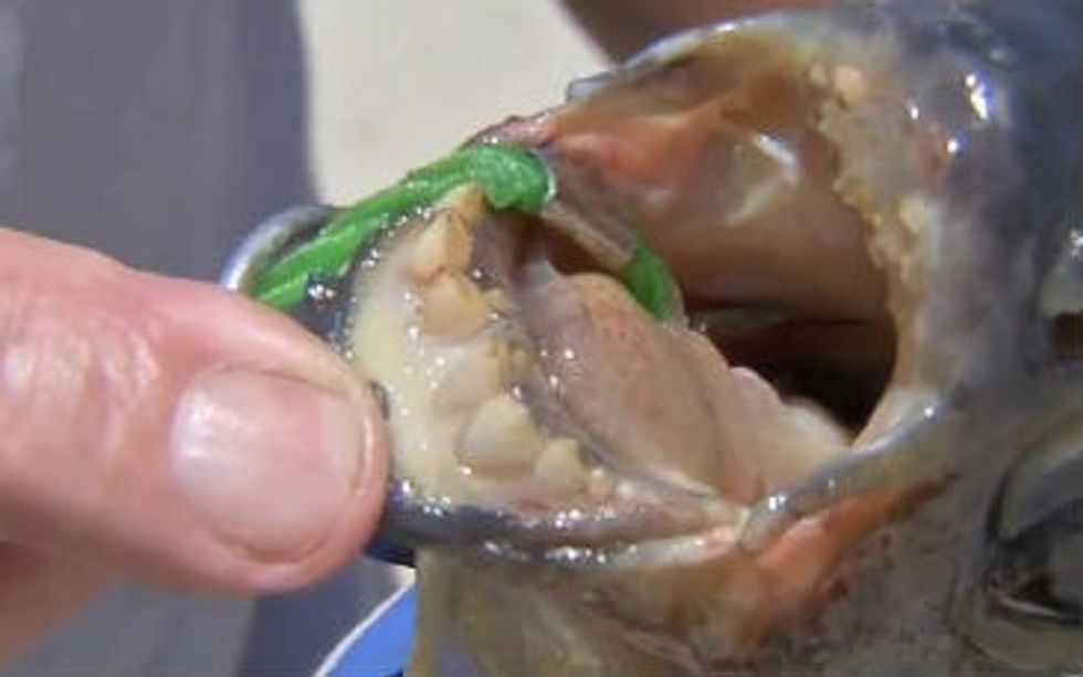 Rare Fish Native to South America Caught in New Jersey — and Just Look at Its Teeth!