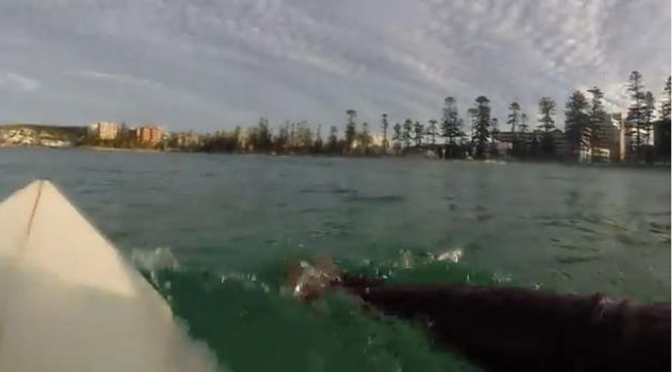 Surfer Paddling in Australia Stops After Noticing Something Underwater. After He Sticks His Camera In, You’ll Understand Why He’s Breathing So Hard.