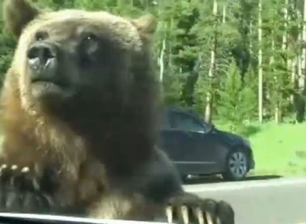Curious Bear Gives Family Trapped Inside Car a Memorable Moment Caught on Camera