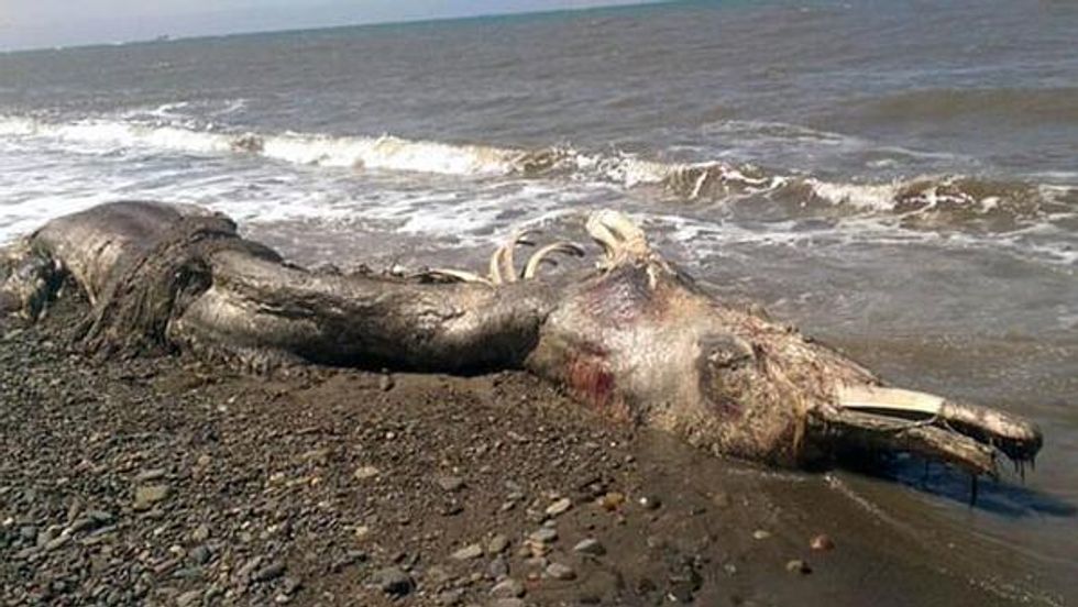 What Has a Beak, Fur and Washes Up on the Beach in Russia? Apparently, It's 'Some Kind of Dolphin