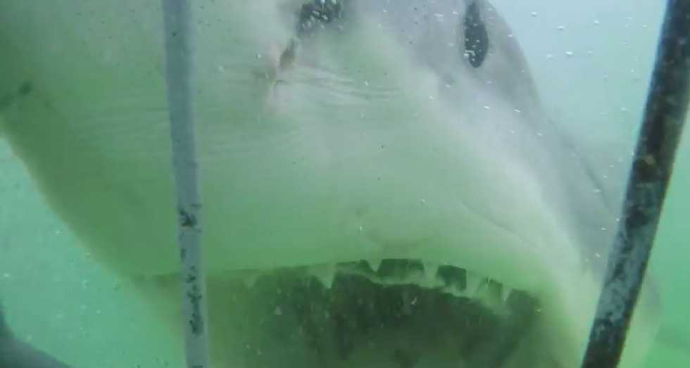 You've Seen a Lot of Shark Cage Attack Videos, but Unlikely One As Horrifying As This: 'Crazy!