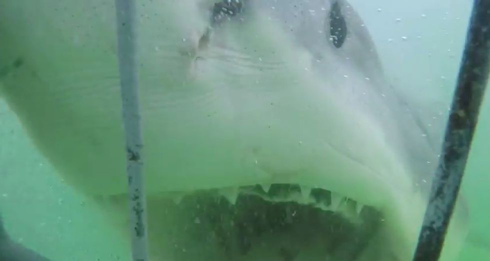 You've Seen a Lot of Shark Cage Attack Videos, but Unlikely One As Horrifying As This: 'Crazy!