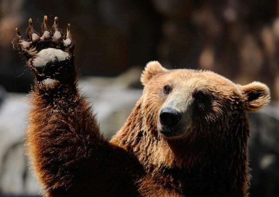 Jurassic World Style Uprising'? See What a Grizzly Bear at a Minnesota Zoo Did With a Rock