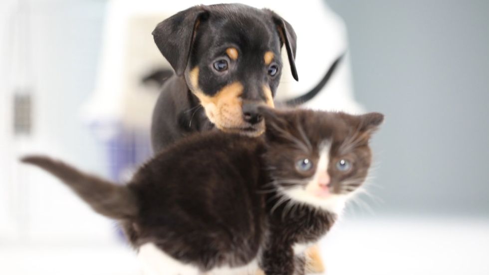 Stop everything: Video shows how kittens and puppies react as they meet for the first time