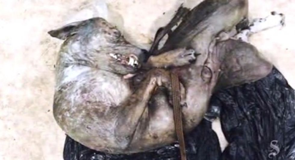 Has a Chupacabra Been Found? Texas Man Says This Picture Proves It Has