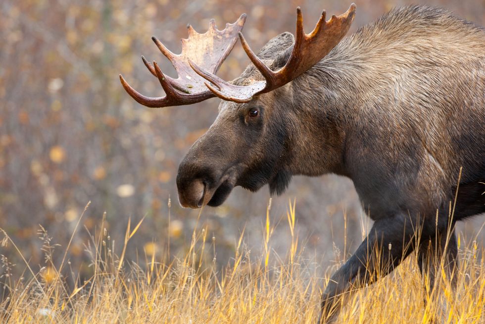 Woman Stunned by What She Noticed About a Moose She Saw Crossing the Road: 'I've...Never Seen a Moose Like This