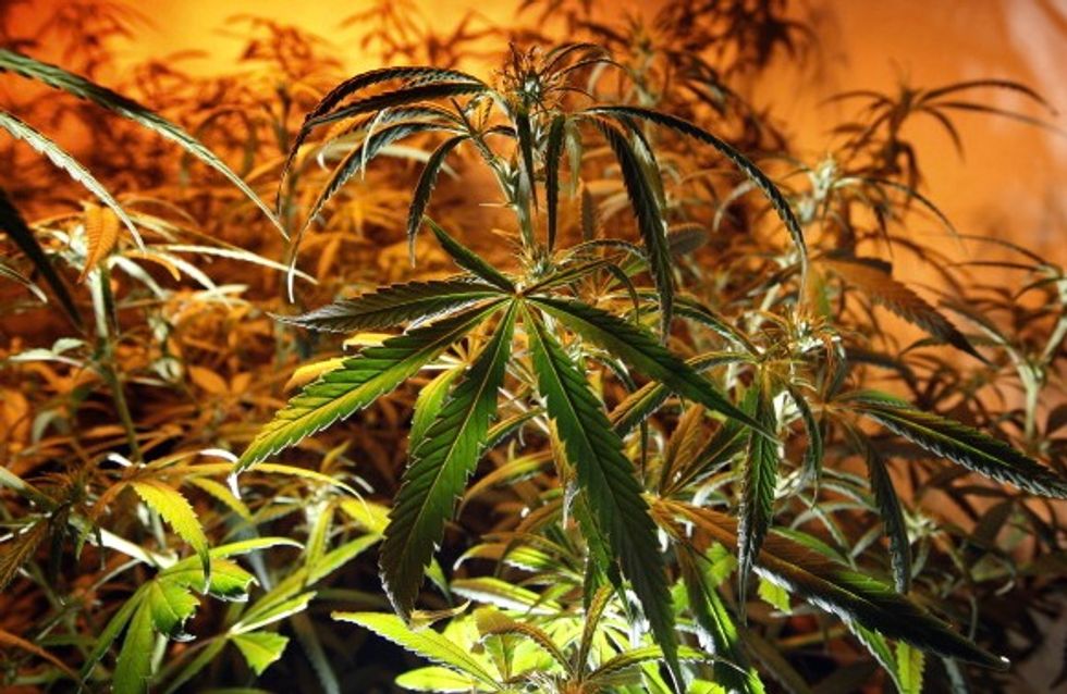 City Finds Out Growing Weed Not So Good for Meeting Its Environmental Goals