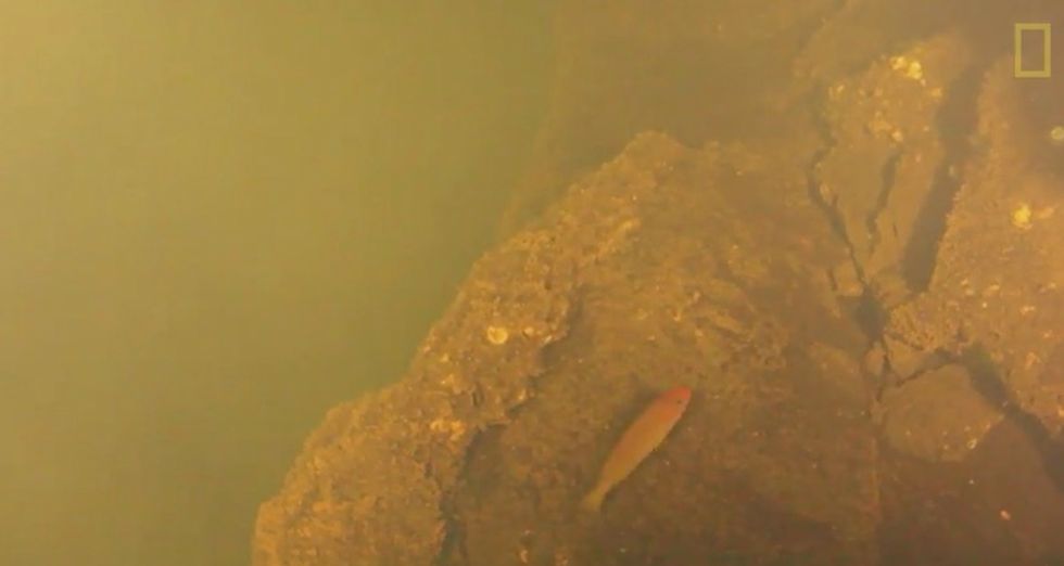 Scientists Drop Camera in Underwater Volcano. As They Review Footage, They Can't Believe Their Eyes