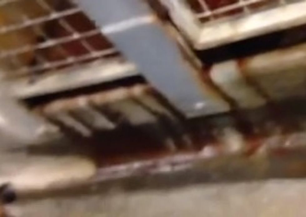 Dog Owner Hit Record on Her Camera Inside an Animal Shelter. What She Captured Is Disgusting.
