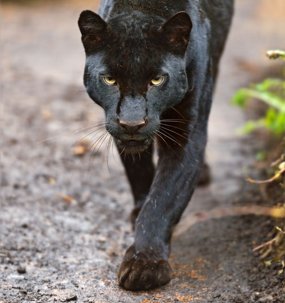 Look: Scientists Figure Out a Way to Reveal a Black Leopard's Secret Spots