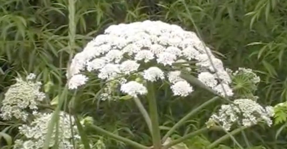 If You See This Plant Growing Nearby, Whatever You Do Don't Touch It!