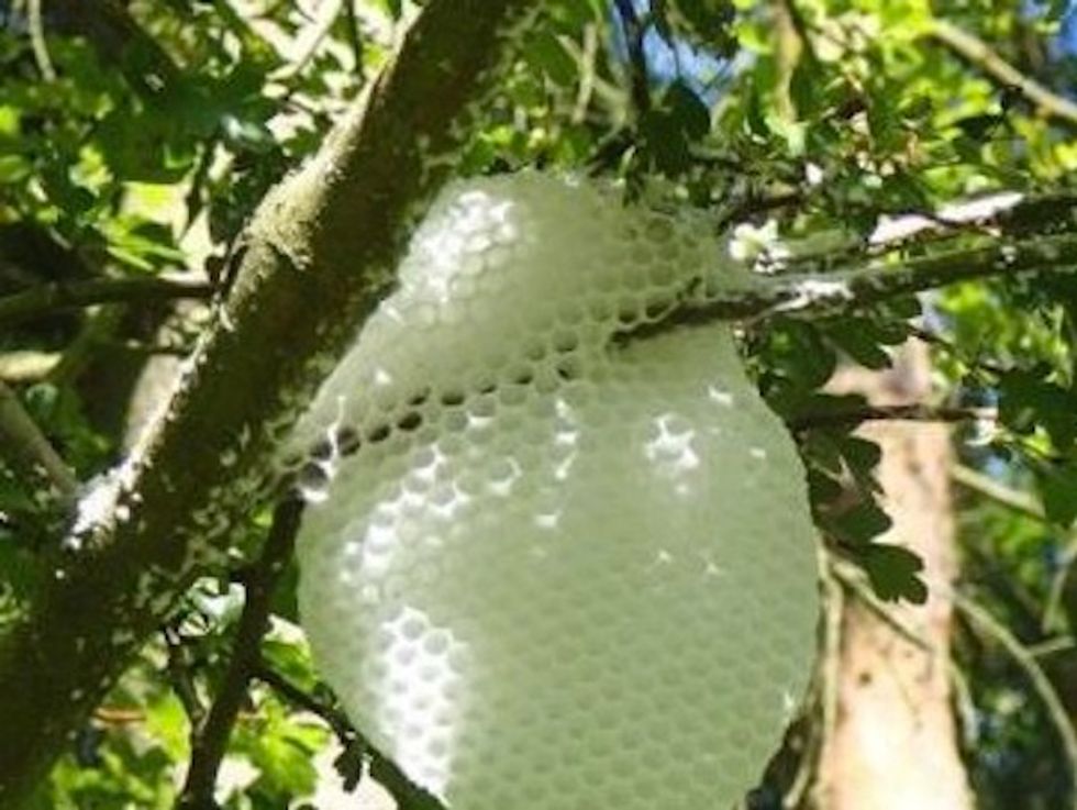 Nature Reserve Officer Thought She Spotted a Plastic Bag in a Tree. A Closer Look Revealed It as a 'Rare' Sight.