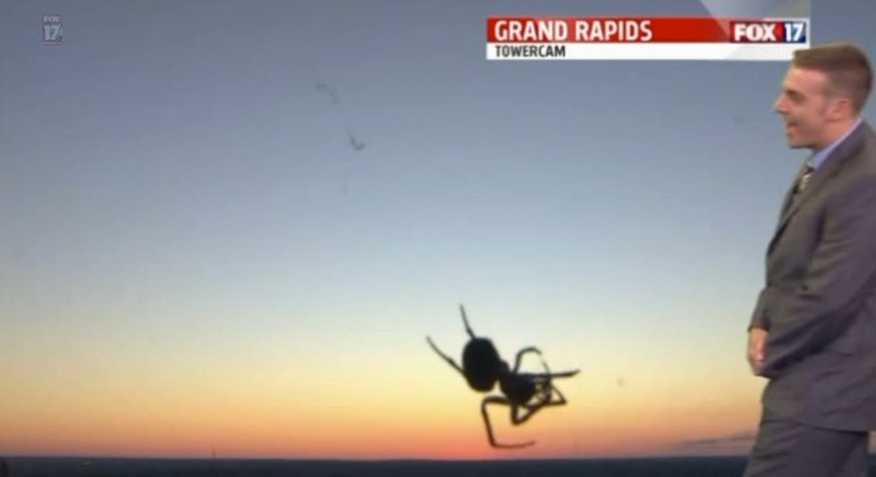 Spider going after prey caught on live weather cam during meteorologist's report