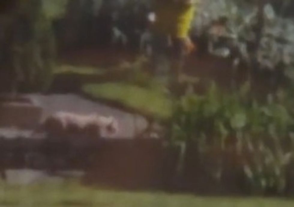 Is There a Real Lion Roaming the Streets of Milwaukee? Once You See the Video, You Might Not Think That’s a Crazy Question