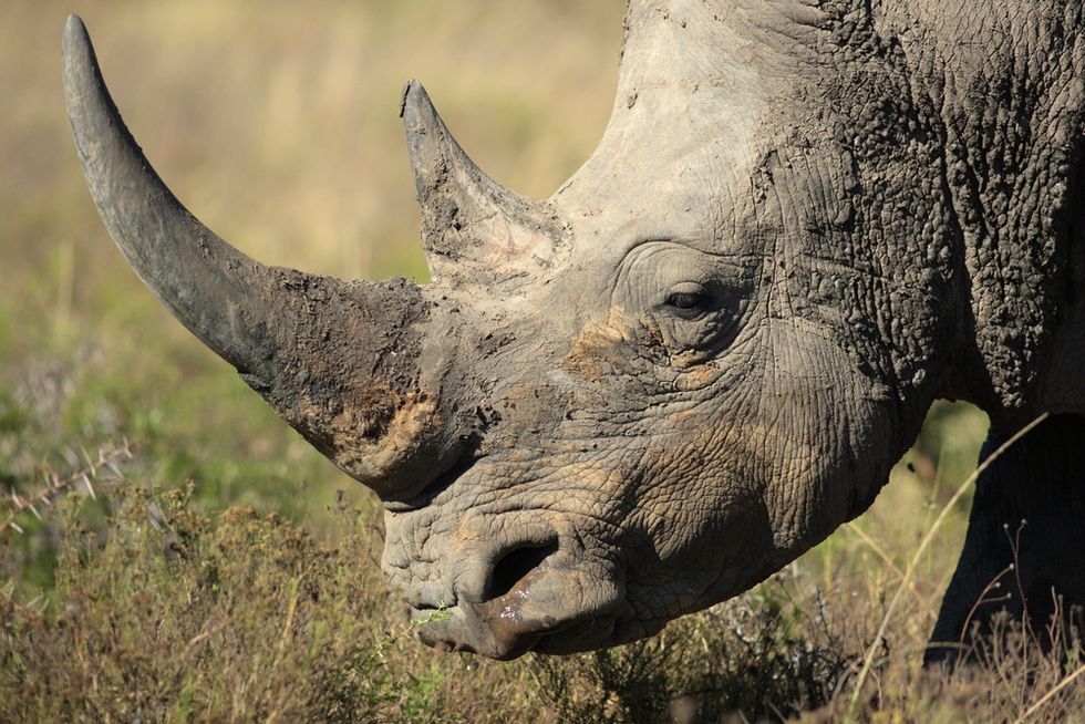 The Savvy Way One Group Is Using Technology to Catch Rhino Poachers