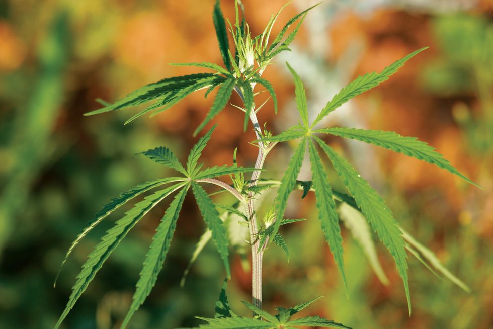 Pentagon Notified After Cops Find Well-Known 'Unexpected Visitor' at Marijuana Farm in Raid: Reports