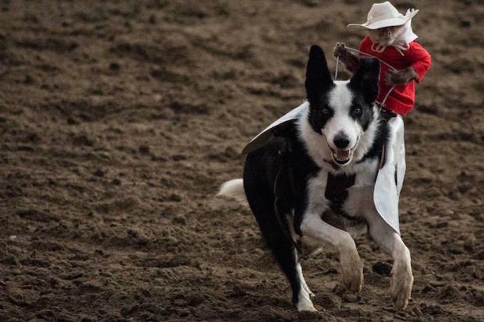 Yes, That is a 'Cowboy Monkey' Riding a Dog and Herding Sheep