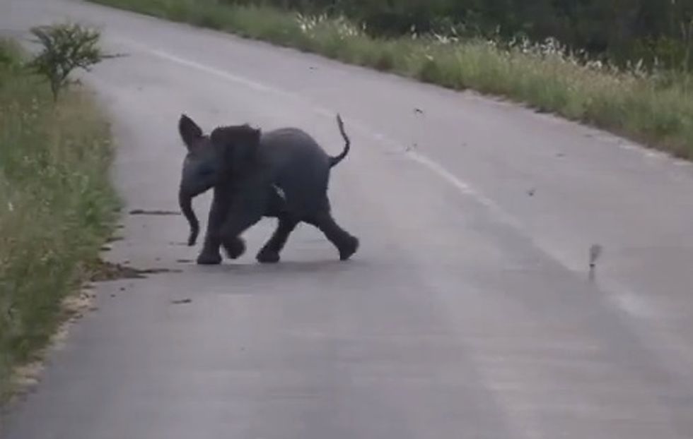 A baby elephant chasing birds is just about the cutest thing you'll see today