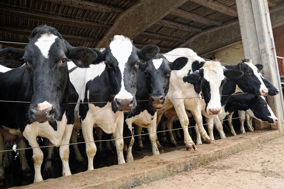Cow Burps Blamed for Contributing to Global Warming, So Here's What Scientists Are Doing About It