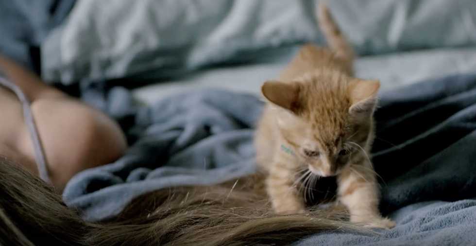 Dear kitten: Regarding friendship': It's clear why this video has taken the Internet by storm