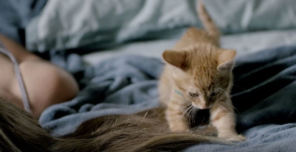 Dear kitten: Regarding friendship': It's clear why this video has taken the Internet by storm
