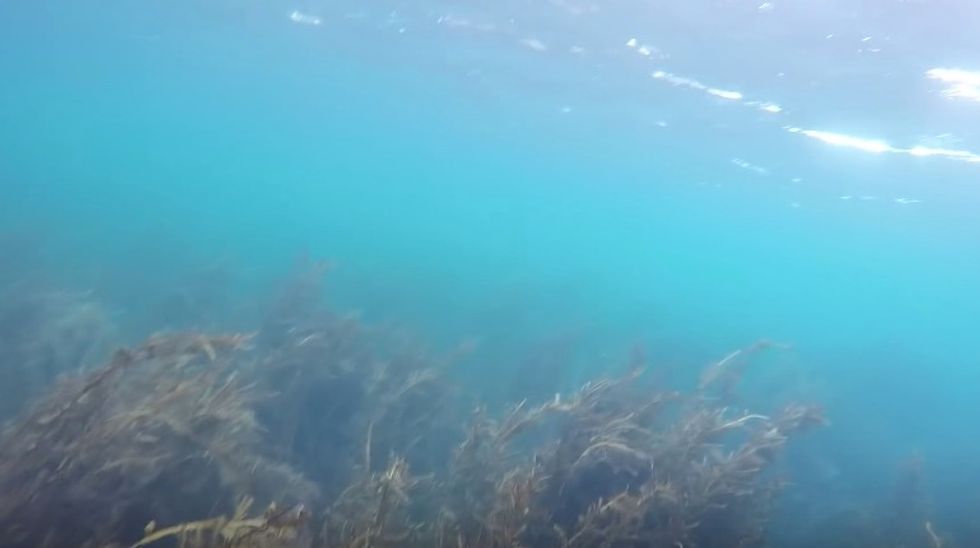 ‘No Way!’: Divers Were Swimming in New Zealand Waters When They Turned Around and Saw This