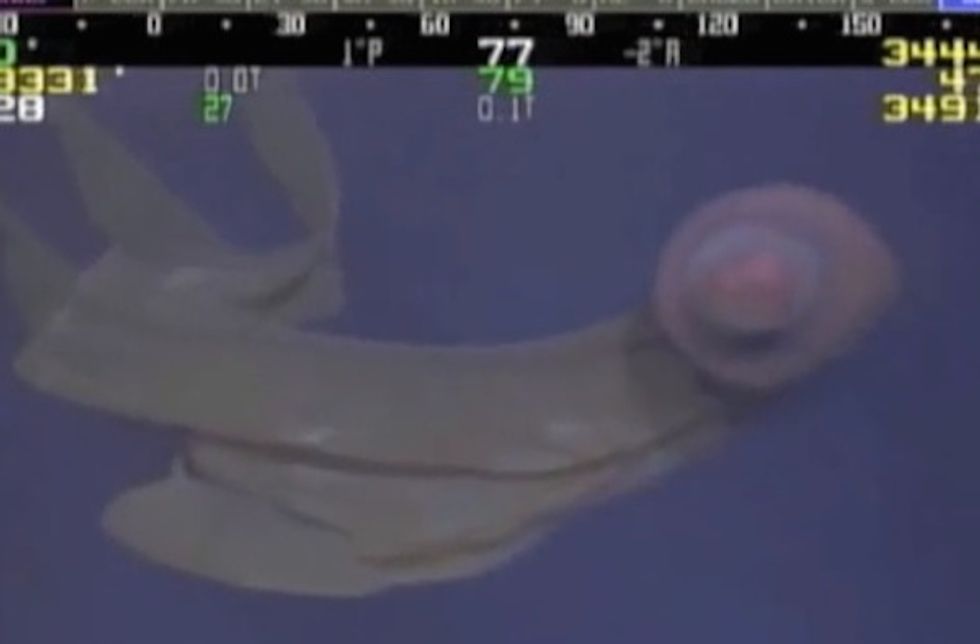 Watch as a Giant Deep-Sea Jellyfish Looms Into This ROV Camera's Field of View