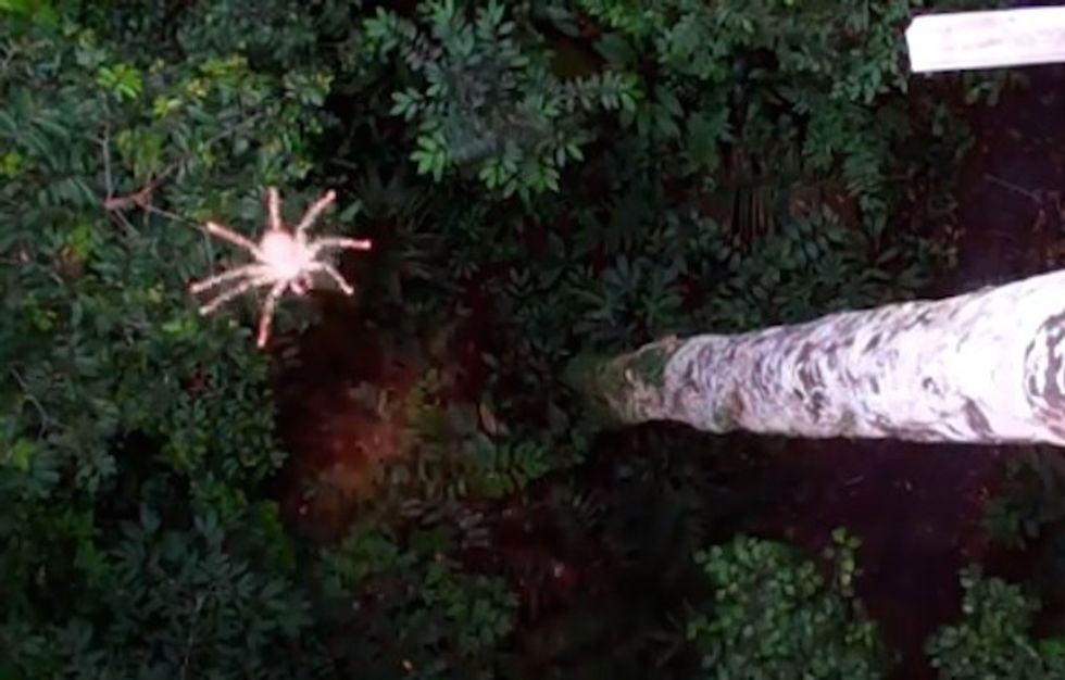 Something Scientists 'Did Not Expect to See' When They Dropped Spiders From Trees