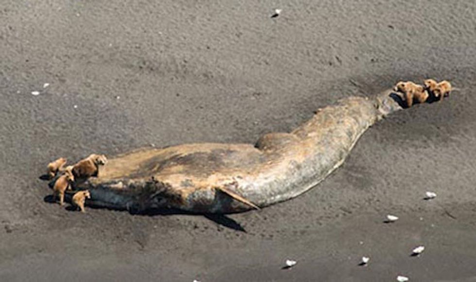 Unusual Mortality Event' Hitting Whales in the Gulf of Alaska